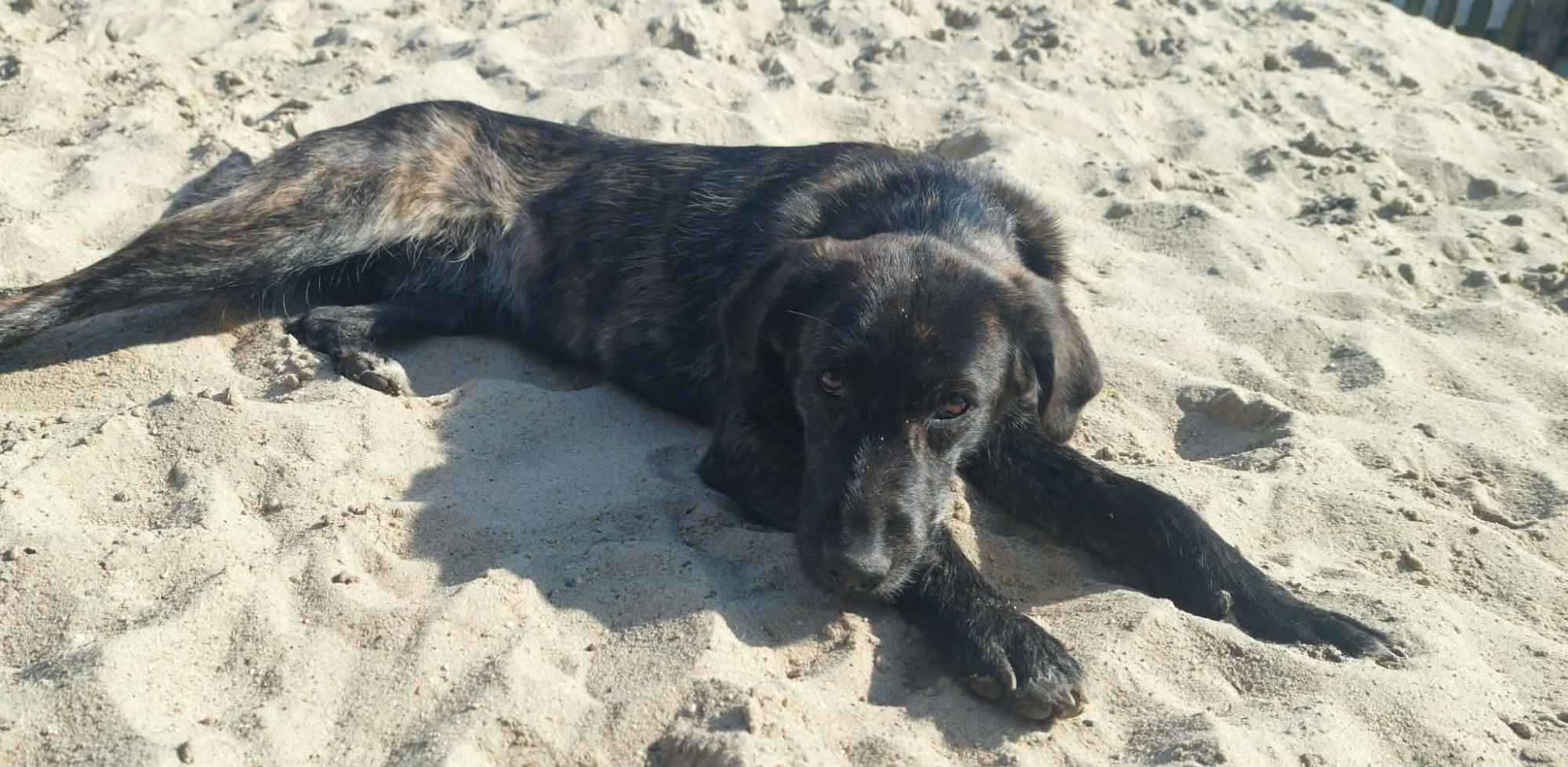 Beza - cudowna, młodziutka, niekonfliktowa sunia! Olsztyn - zdjęcie 2