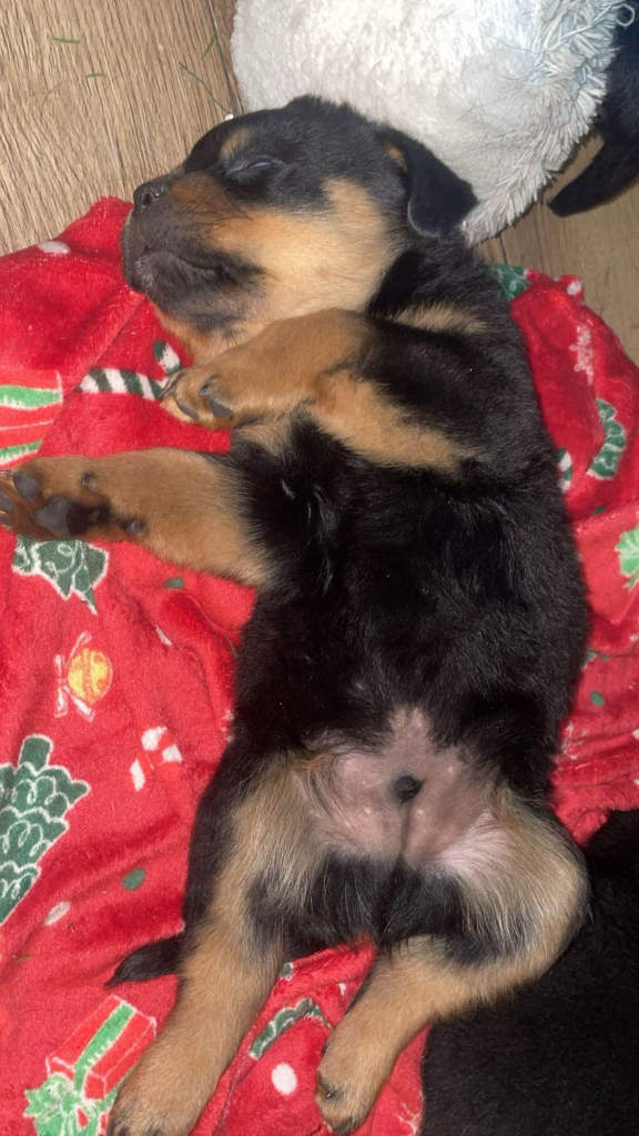 Szczeniaczki Rottweiler Wadowice - zdjęcie 2