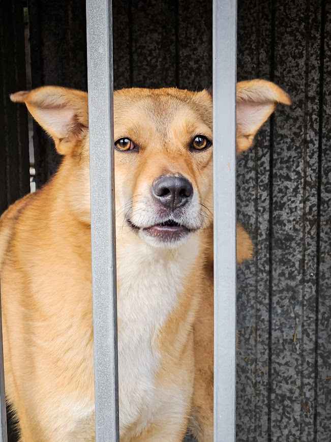 CYNAMON - oddany z adopcji jak niepotrzebna zabawka, POMOCY! Widzew - zdjęcie 1