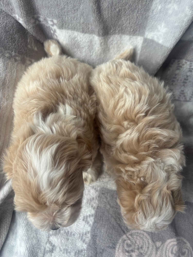 Maltipoo F1 samica Częstochowa - zdjęcie 6