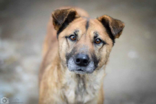 Sonia - przyjazna, łagodna suczka szuka domu!