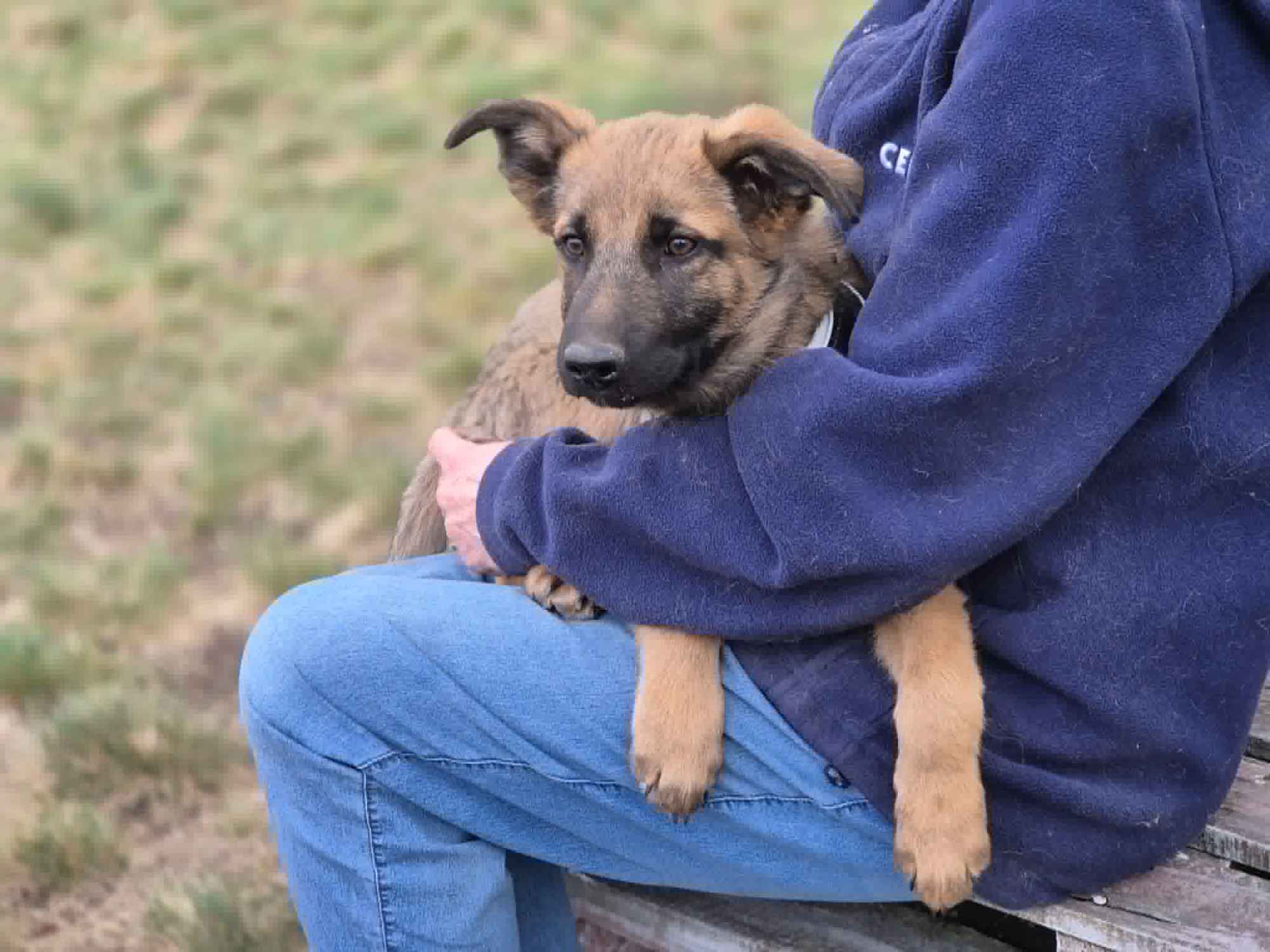 Melek - trzymiesięczny, nieśmiały SZCZENIAK adopcja Olsztyn - zdjęcie 4
