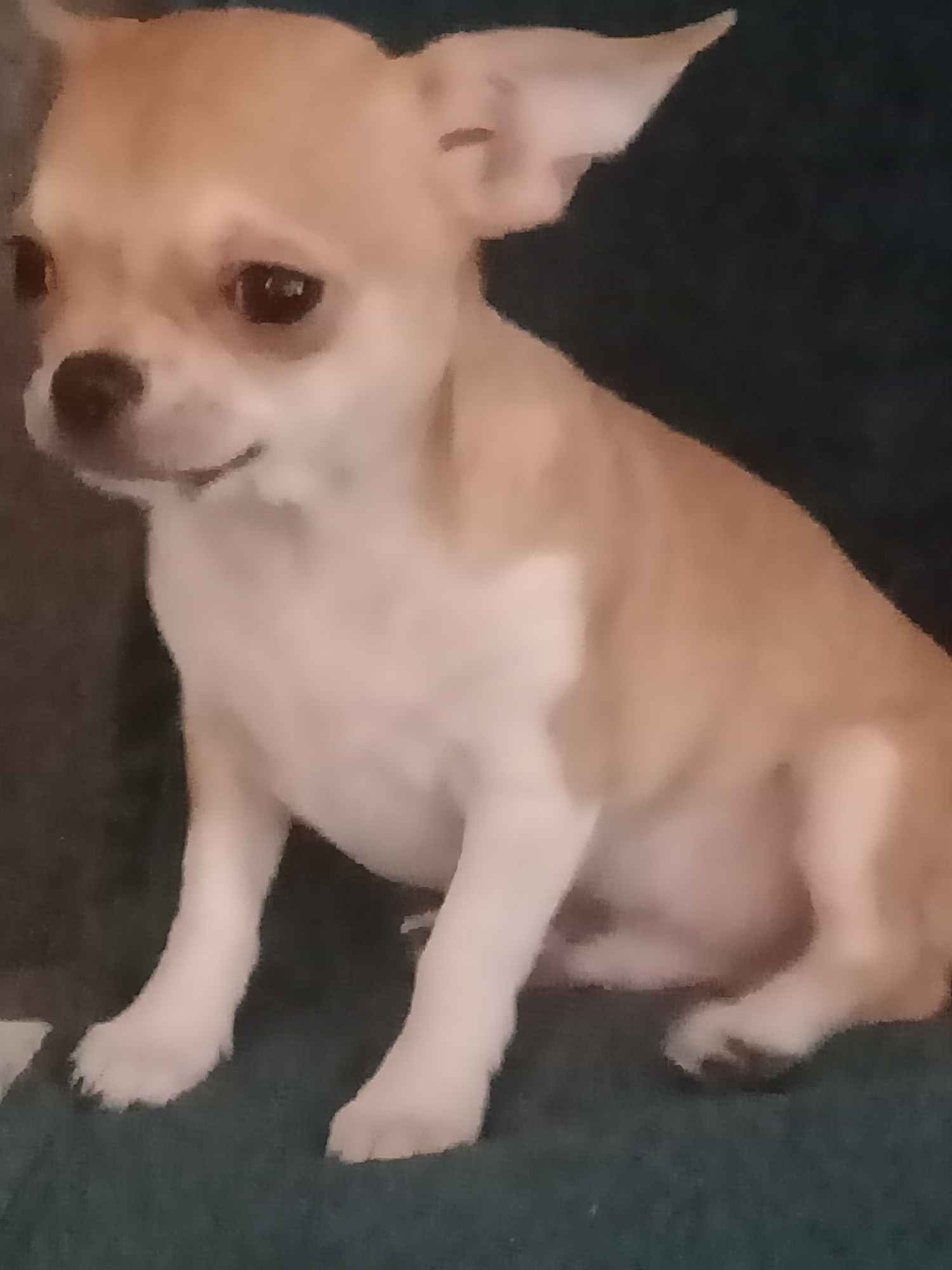 Chihuahua sunia Górna - zdjęcie 2