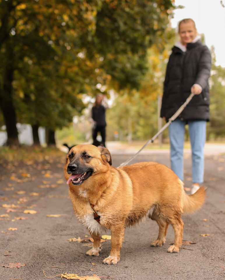 Delikatny, emocjonalny, zakochany w człowieku piesek do adopcji! :) Widzew - zdjęcie 1