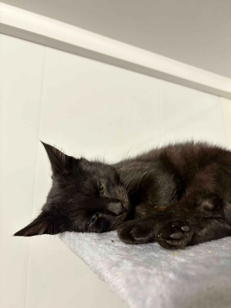 Kusy - najsmutniejsze kocię w schronisku! Olsztyn - zdjęcie 2