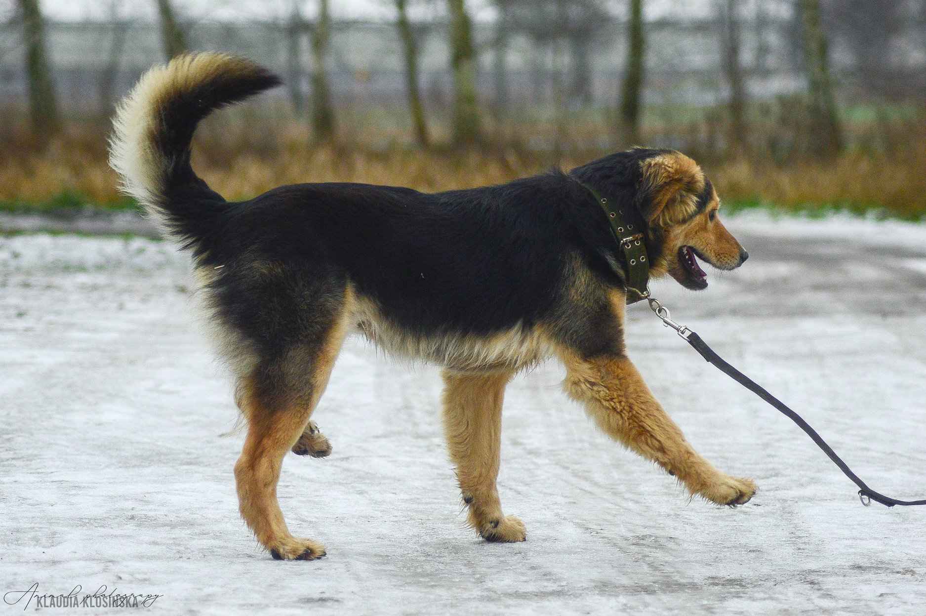 Dukat -  bez szans na dom? Pokochaj go! Olsztyn - zdjęcie 4