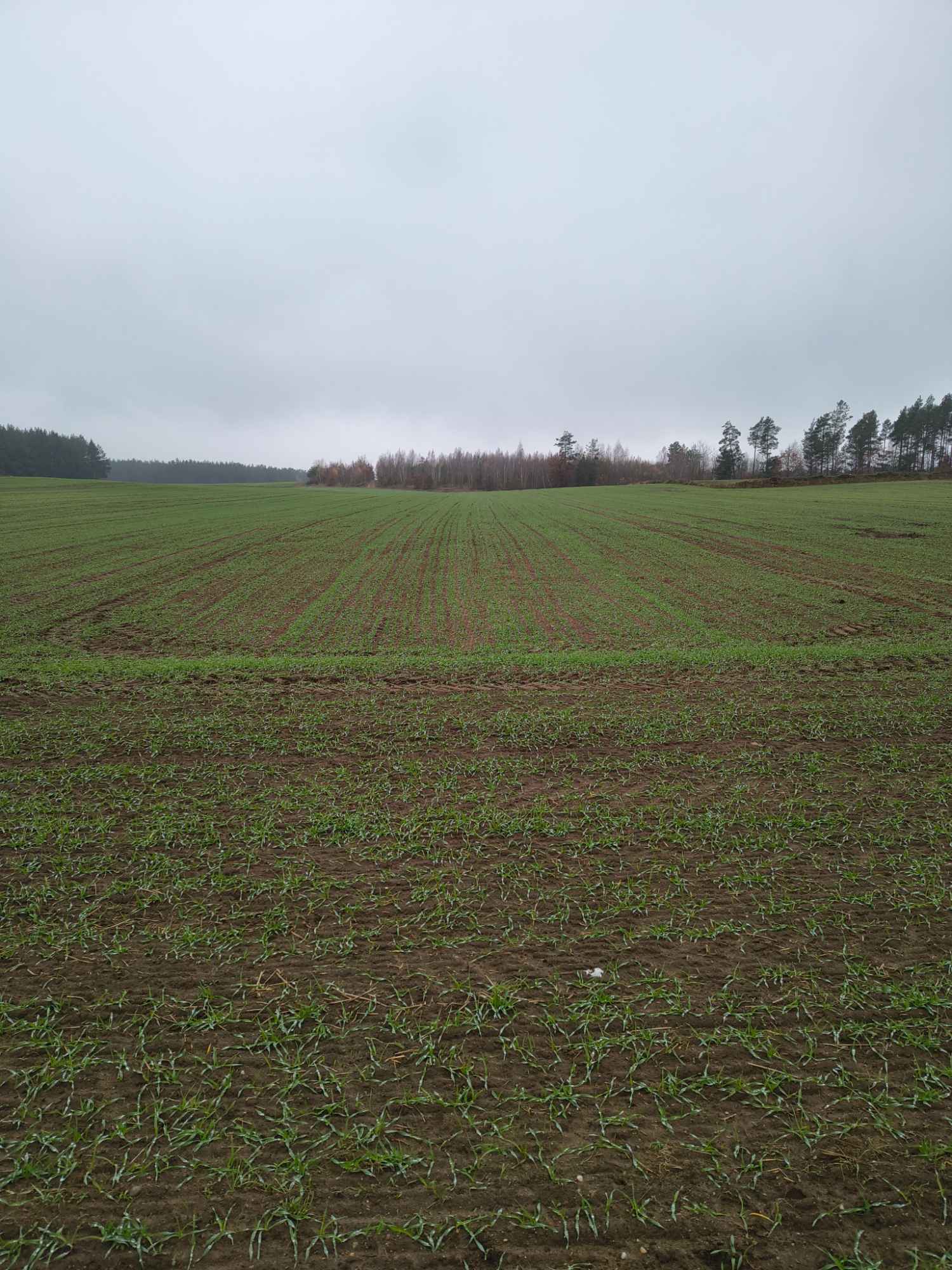 Działki budowlane Kałęczyn gmina Piątnica | bez pośredników Kałęczyn - zdjęcie 1