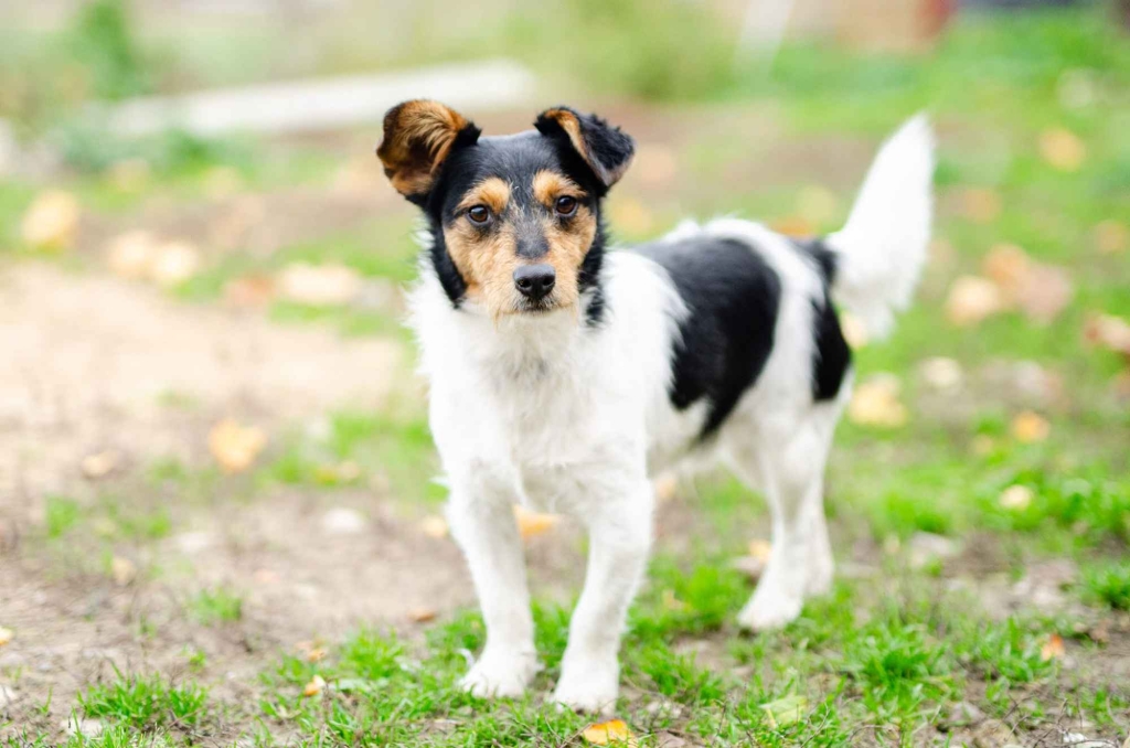 Żuczek - niewielki mix terrierka szuka domu! Olsztyn - zdjęcie 4