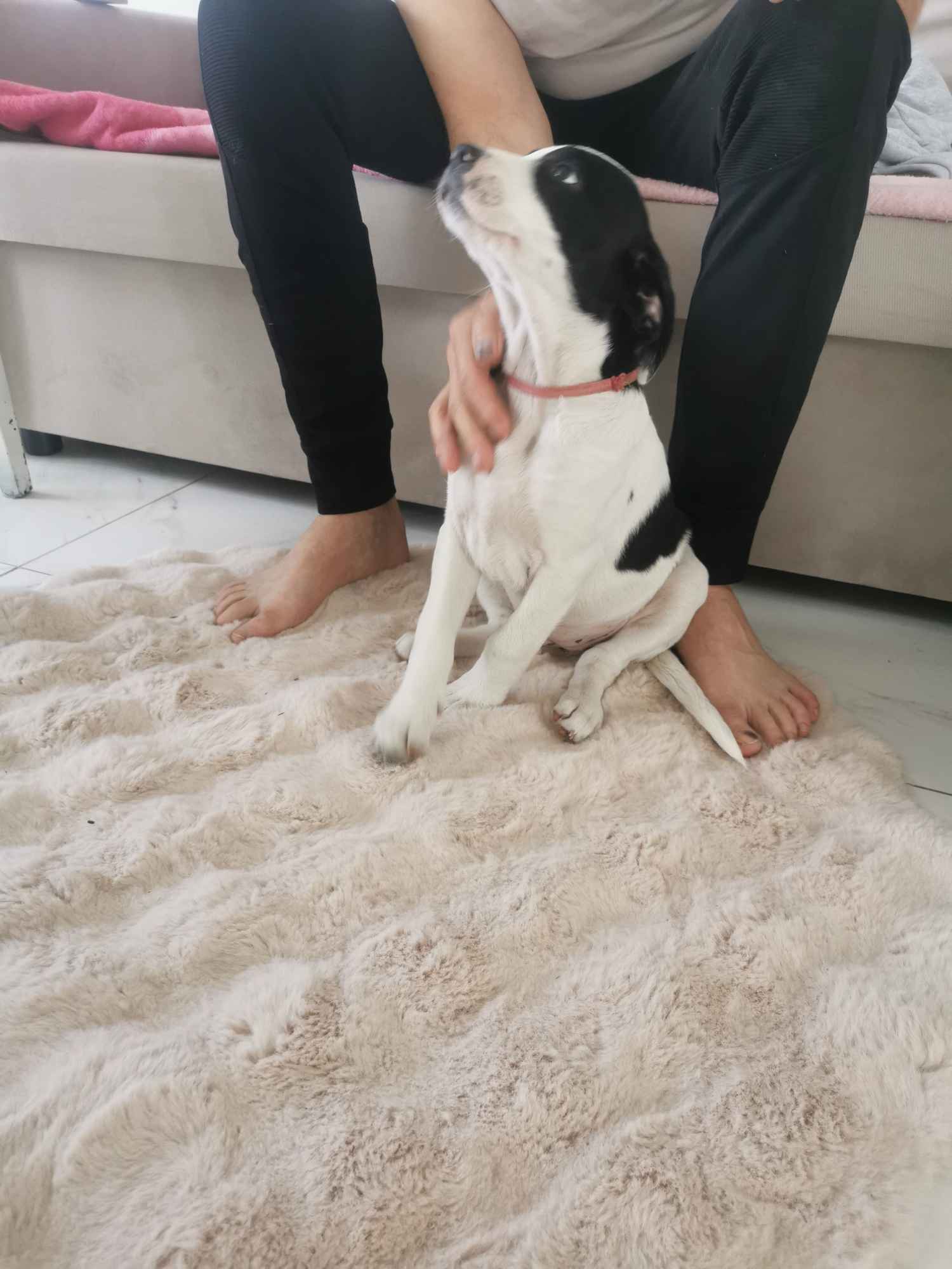 Suczka i piesek amstaff Oleksów - zdjęcie 2
