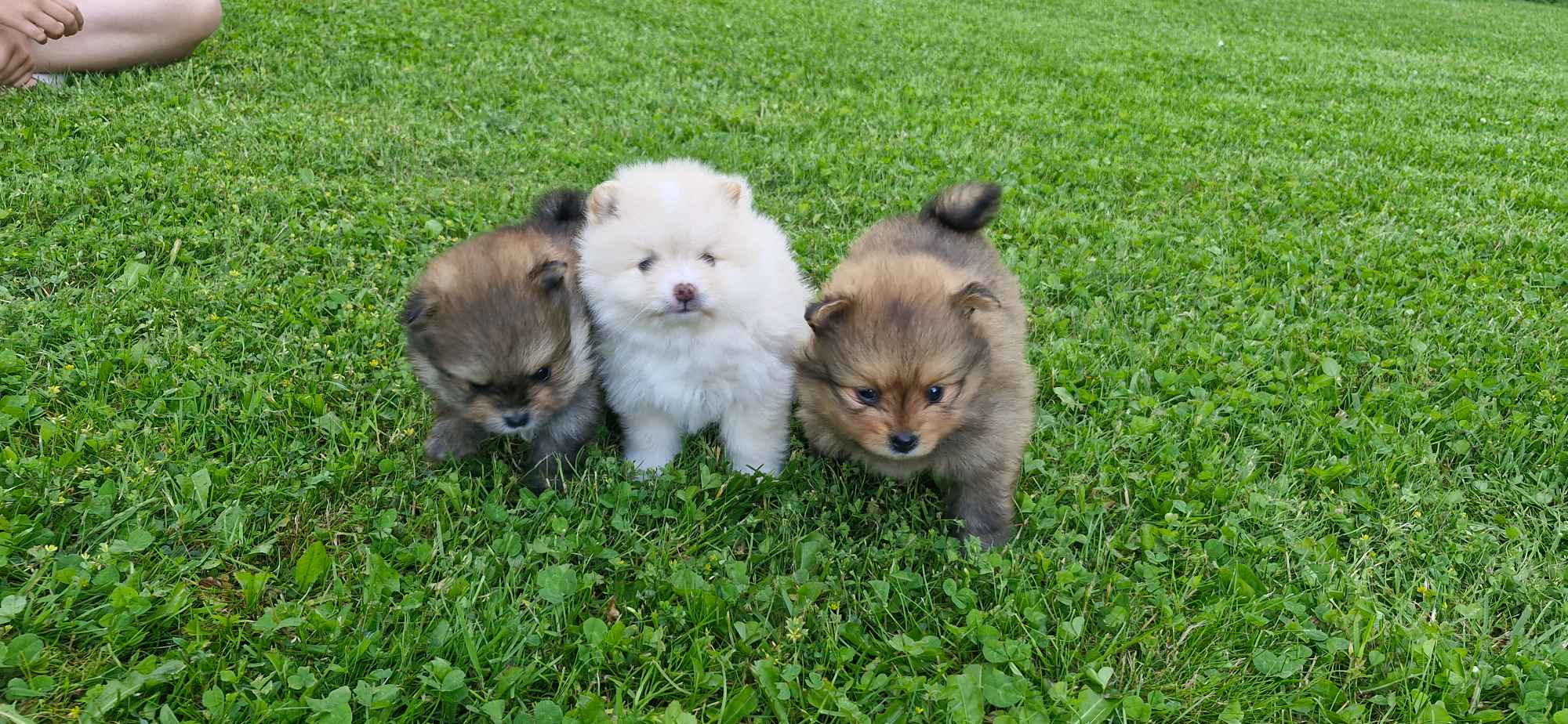 Szpic miniaturowy, pomeranian Bochnia - zdjęcie 4