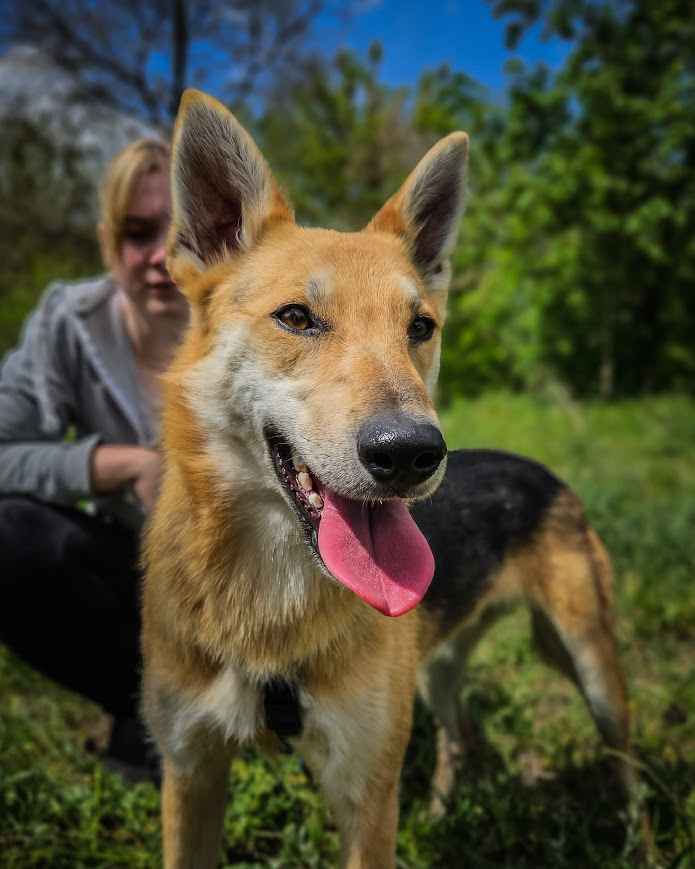 Jerry - od szczeniaka w schronisku, nigdy nie miał domu! Pomóż! :( Mokotów - zdjęcie 2