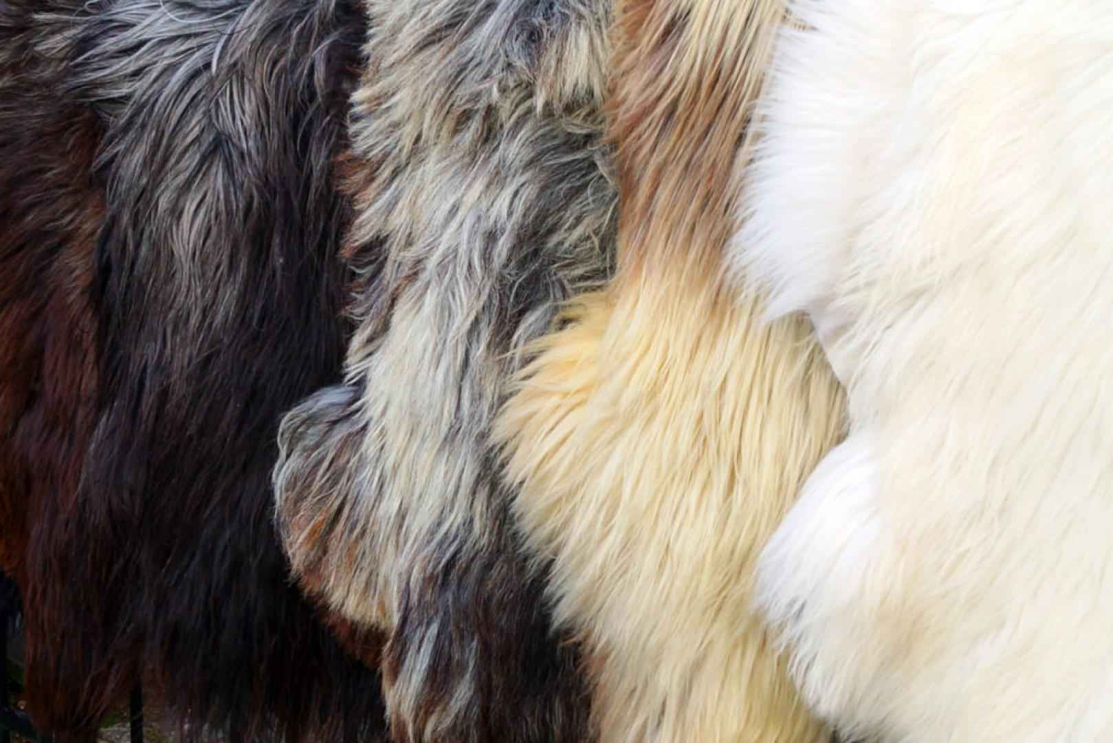 Eko skóra owcza Heidschnucke od producenta Jeżyce - zdjęcie 4