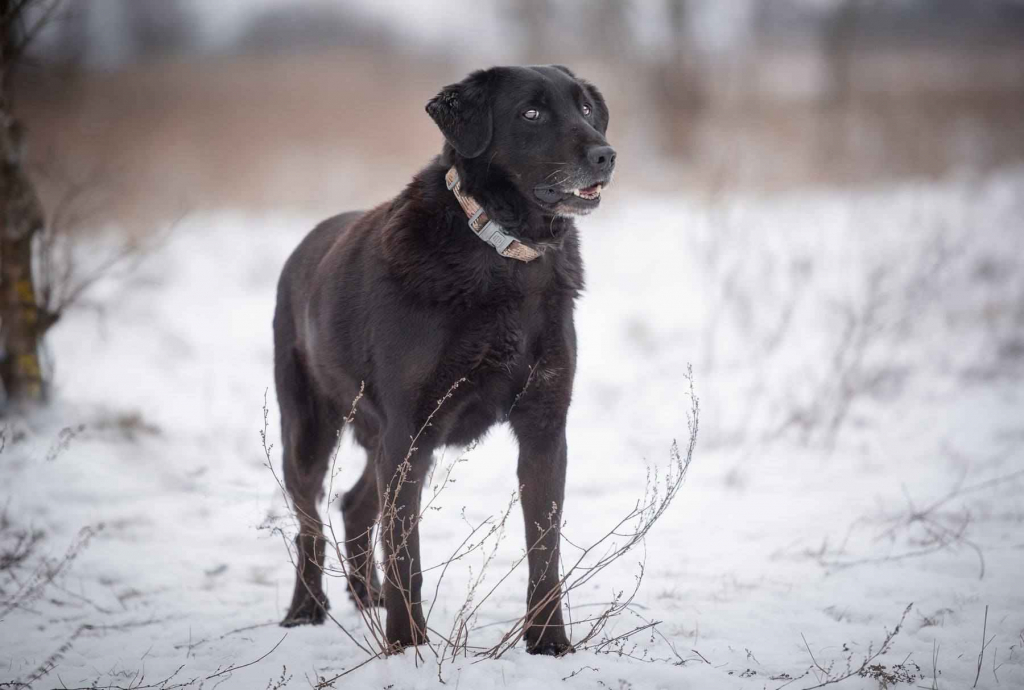Portos - łagodny, przyjazny psiak w typie labka Olsztyn - zdjęcie 4