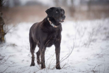 Portos - łagodny, przyjazny psiak w typie labka Olsztyn - zdjęcie 4