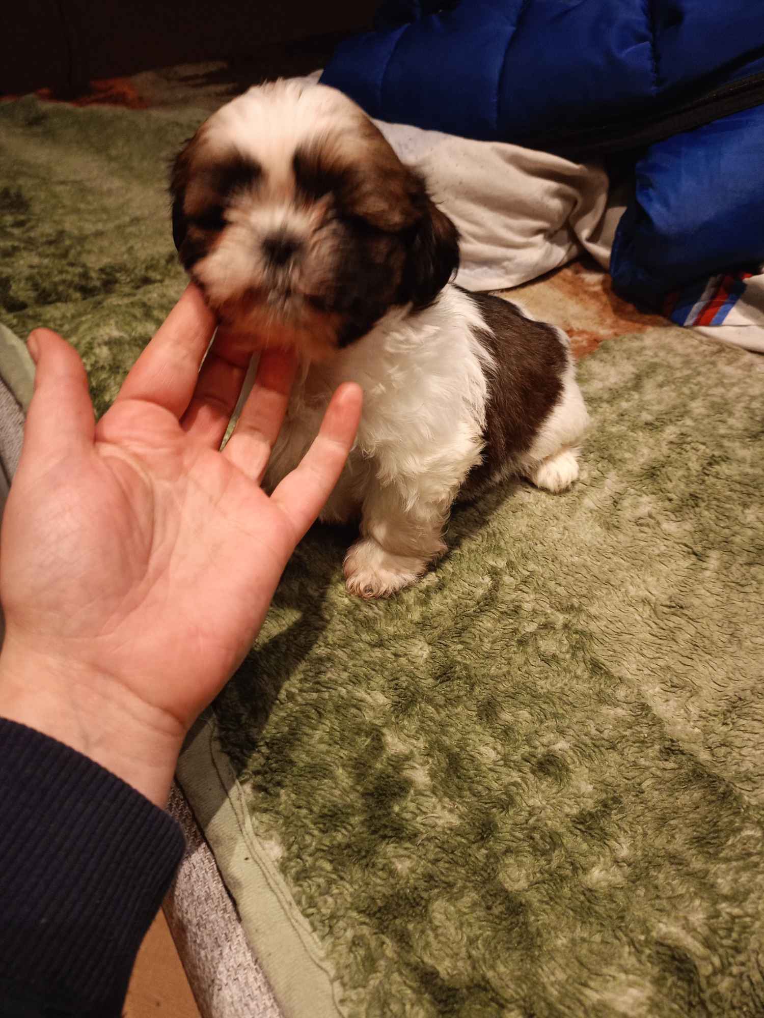 Szczeniak shitzu Myszków - zdjęcie 2