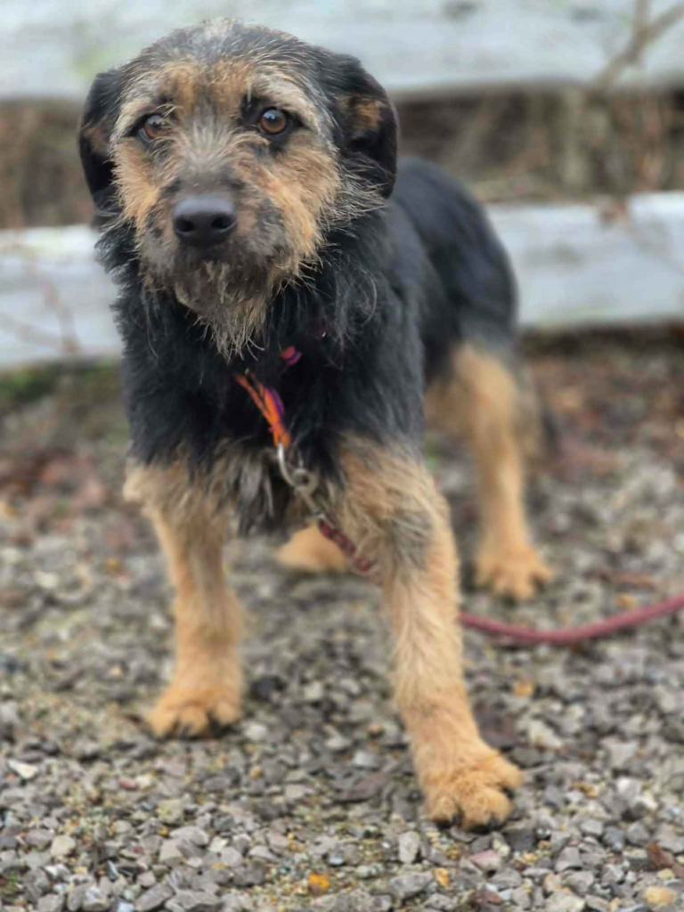 Kokosia - niewielka, delikatna sunia w typie terierka Olsztyn - zdjęcie 5