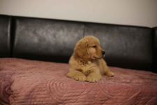 GOLDEN RETRIEVER- typ amerykański, złote szczenięta, ZKwP Psie Pole - zdjęcie 11