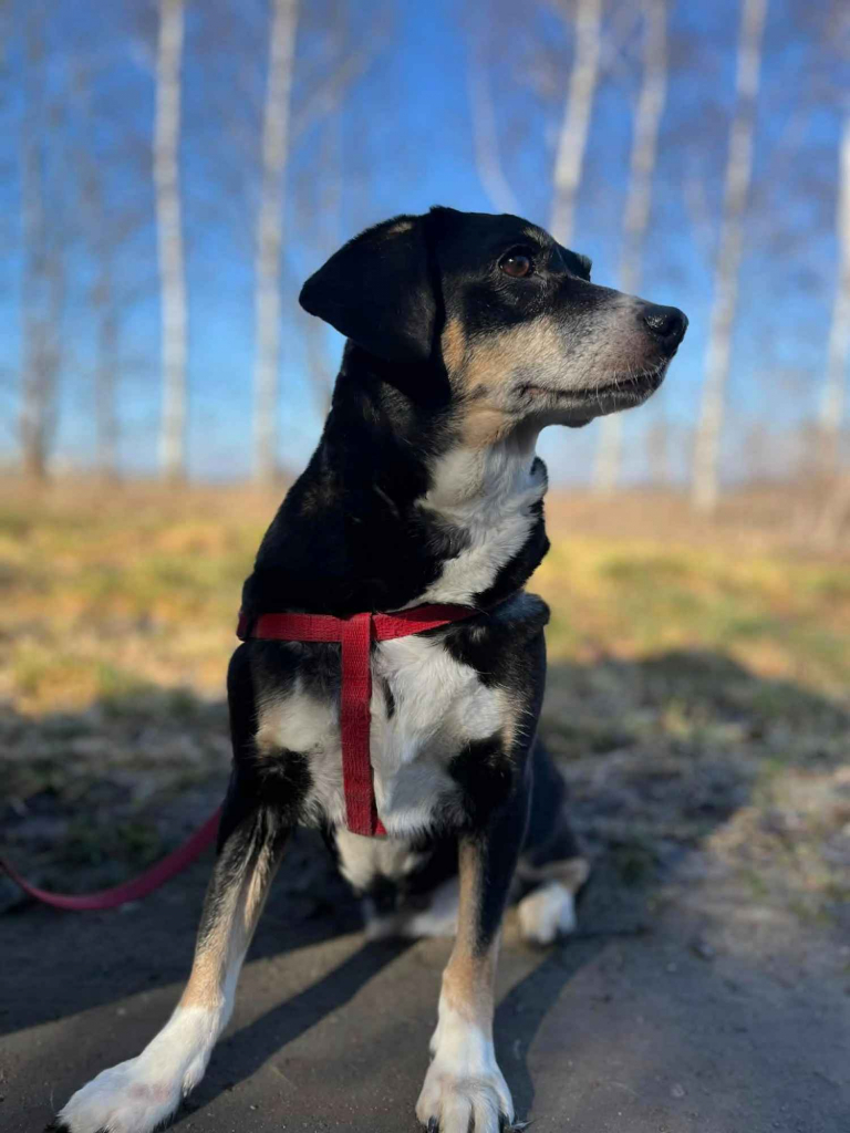 Ika - drobniutka, domowa, wychowana sunia! Olsztyn - zdjęcie 1