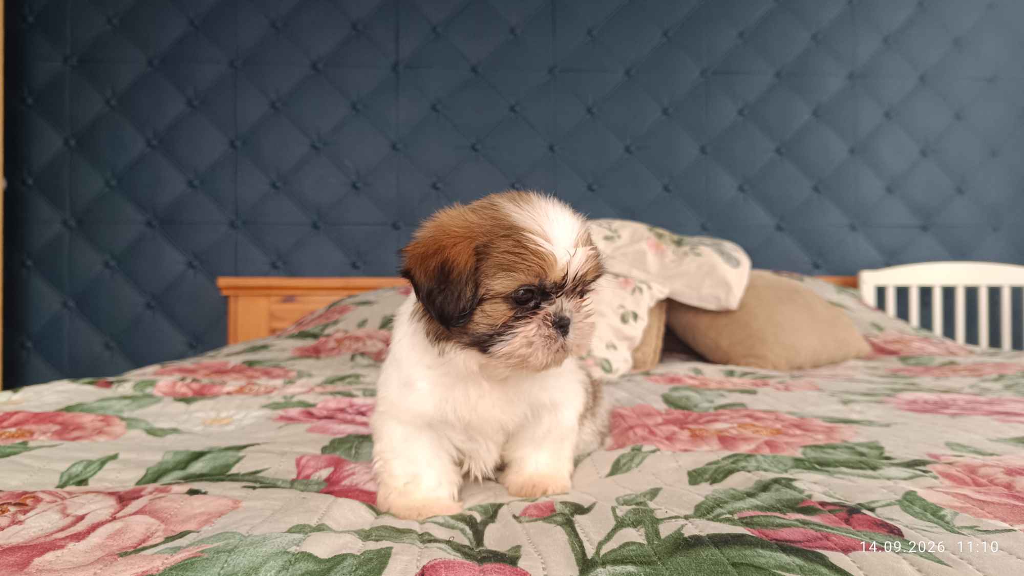 Szczeniaki shih tzu Łukowa - zdjęcie 5