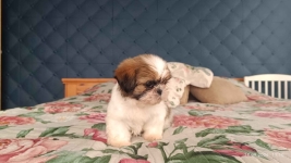 Szczeniaki shih tzu Łukowa - zdjęcie 5