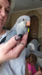 Papugi ręcznie karmione Pieniężno - zdjęcie 4
