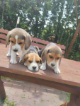 Beagle szczeniaki Busko-Zdrój - zdjęcie 3