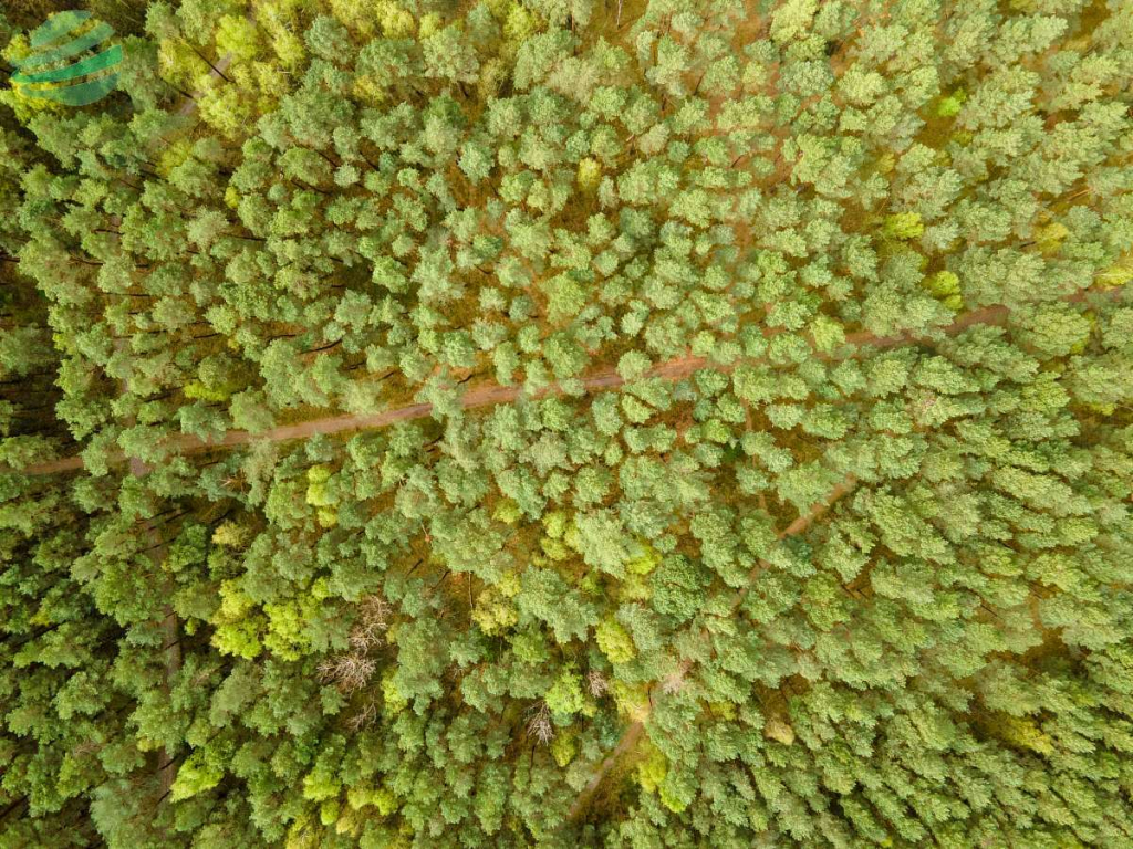 Działka budowlana 42/78 blisko morza  - Rusinowo n Rusinowo - zdjęcie 9