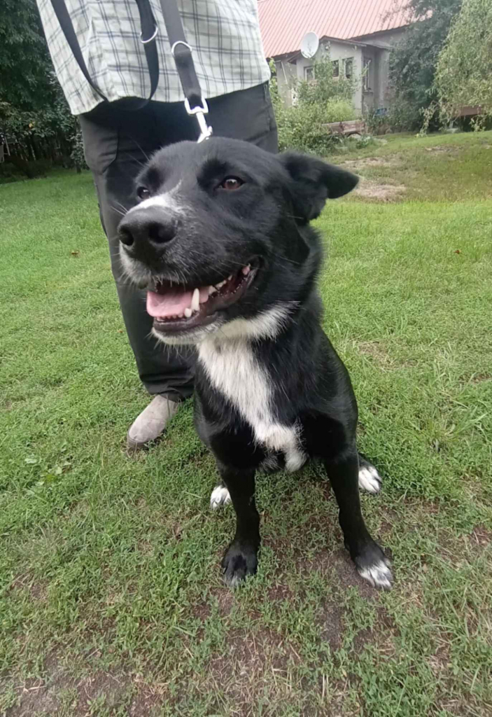 Atos - młodziutki, domowy, wychowany psiak Olsztyn - zdjęcie 4