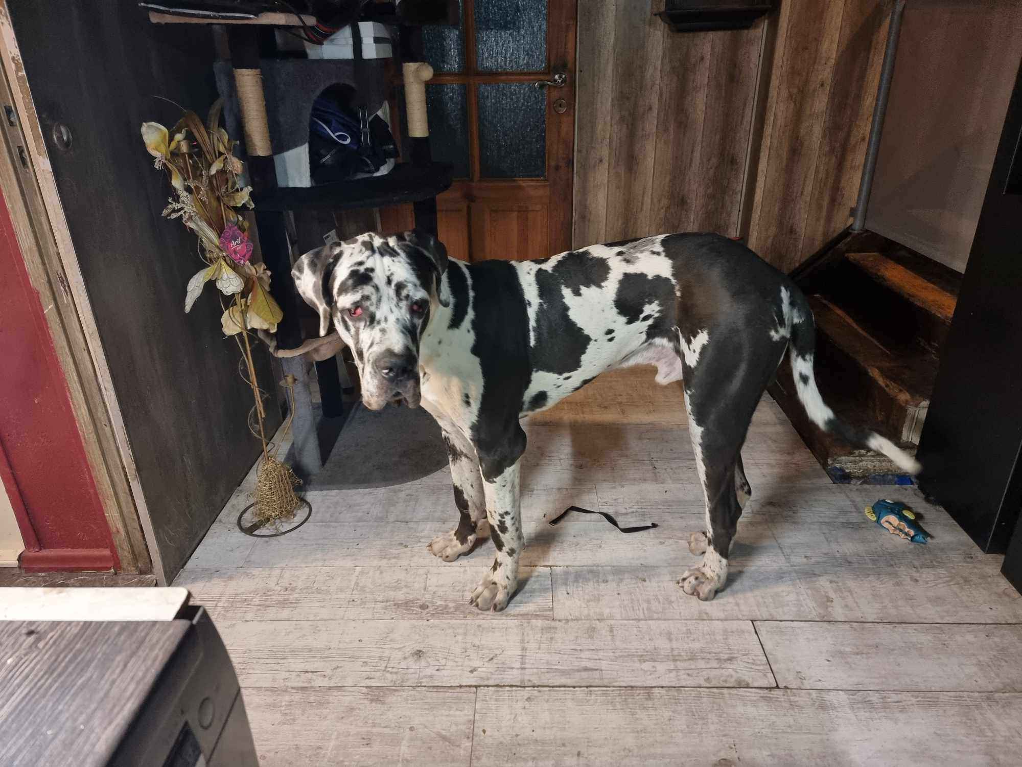 Dog niemiecki Arlekin 10 m-cy Głogów - zdjęcie 4