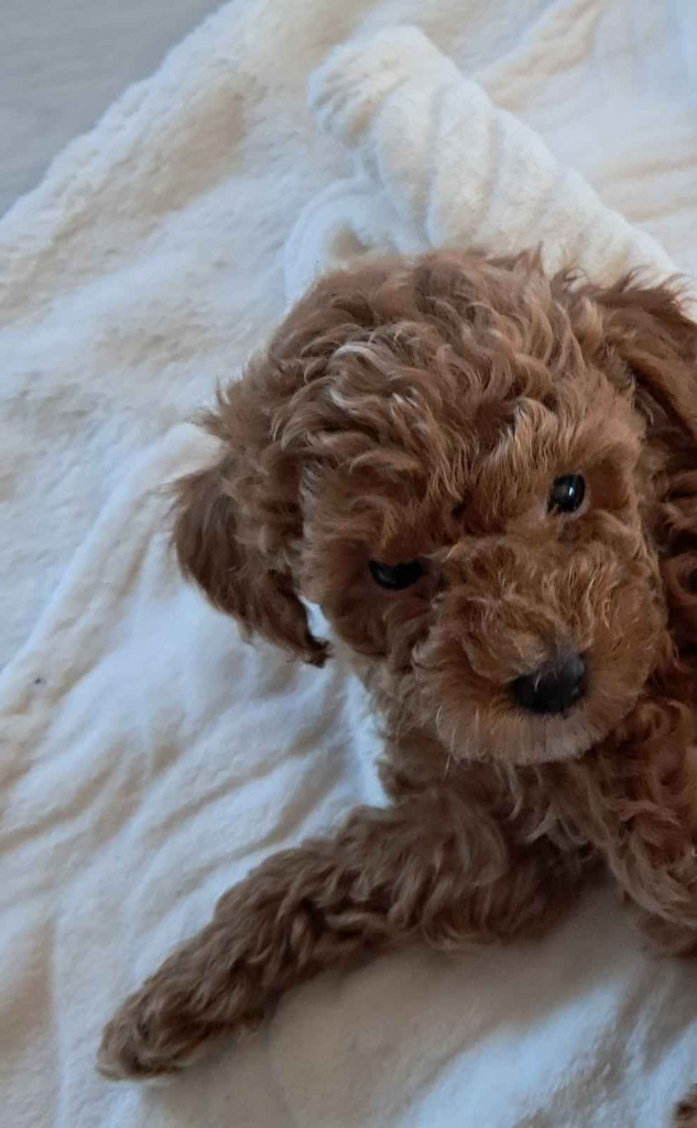 Pudel Toy z hodowli Sweet Angel Wielkopole - zdjęcie 8