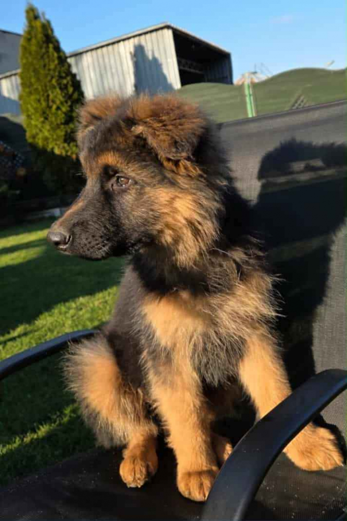 Owczarek niemiecki długowłosy Osieczna - zdjęcie 2