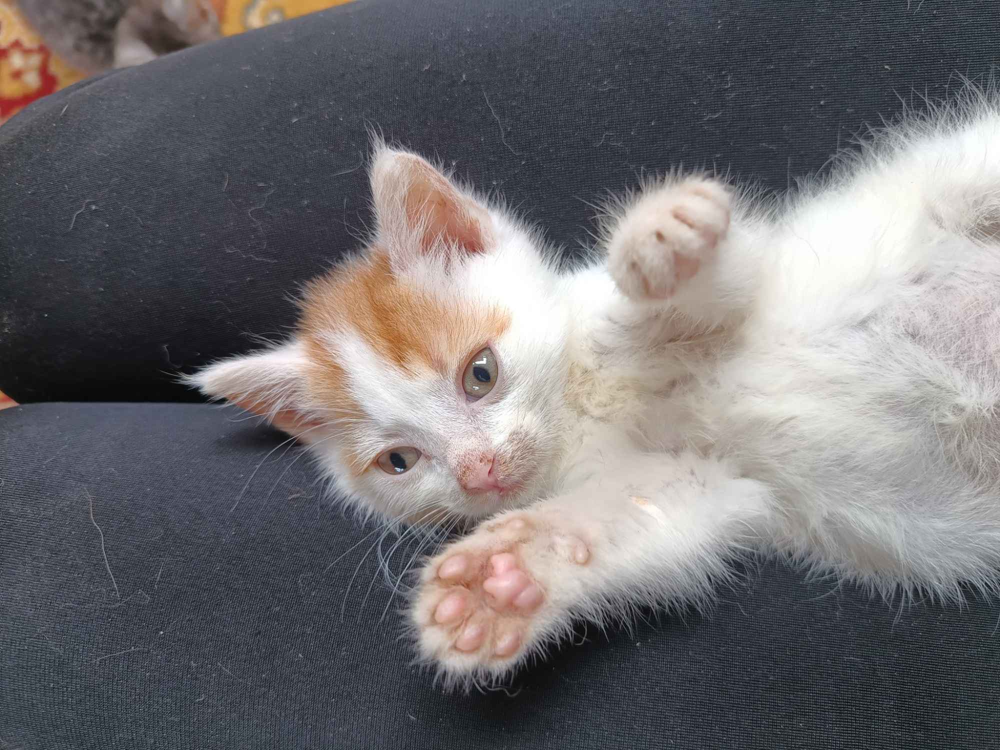 Marsjanek - 8 tygodniowy kociaczek szuka domu! Olsztyn - zdjęcie 1