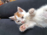 Marsjanek - 8 tygodniowy kociaczek szuka domu!