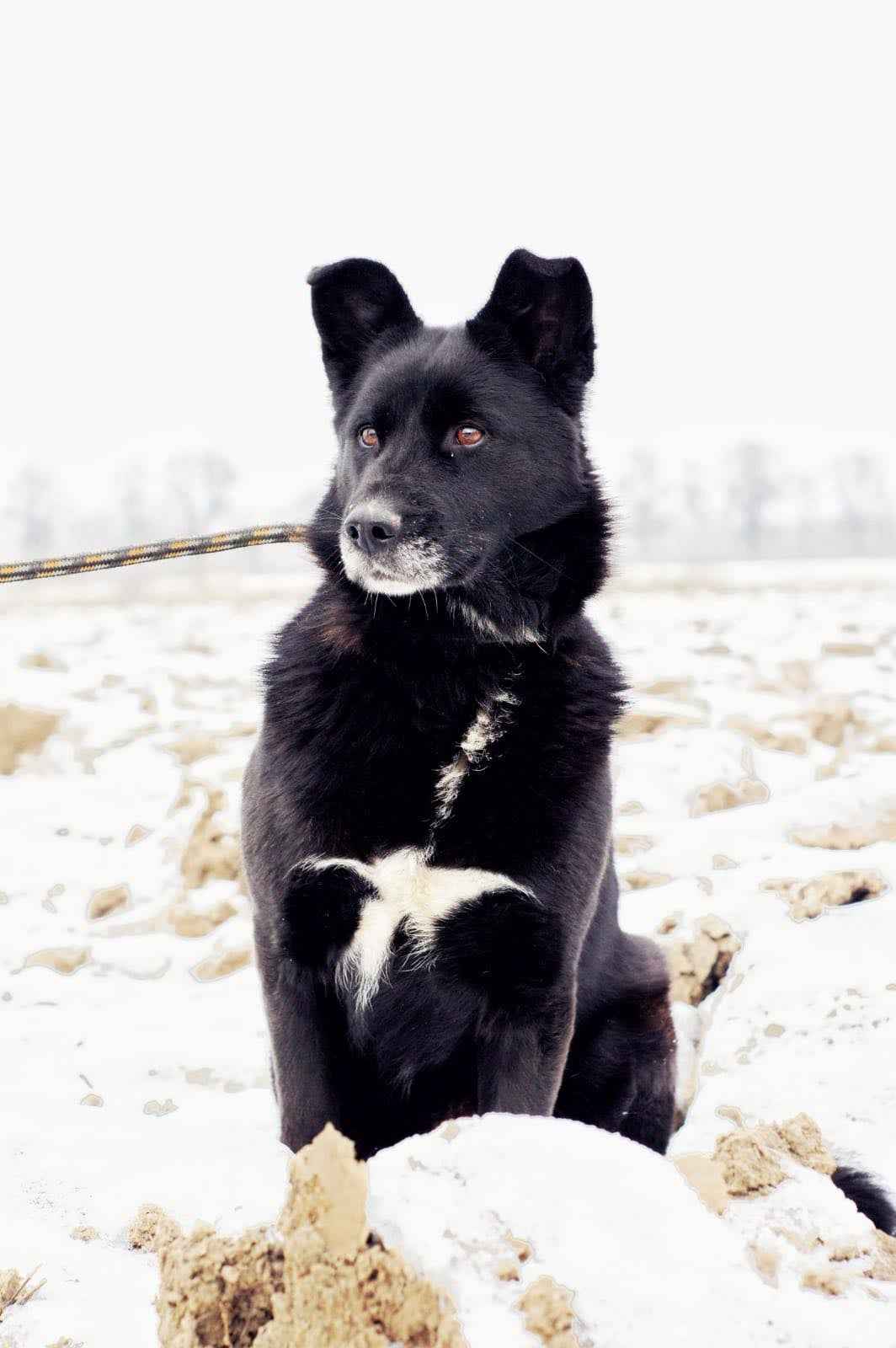 Cudowna, spokojna Bunia PILNIE szuka domu! Olsztyn - zdjęcie 5