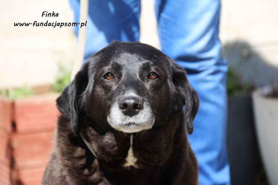 Od szczeniaka w schronisku, uratuj Finkę! Olsztyn - zdjęcie 1