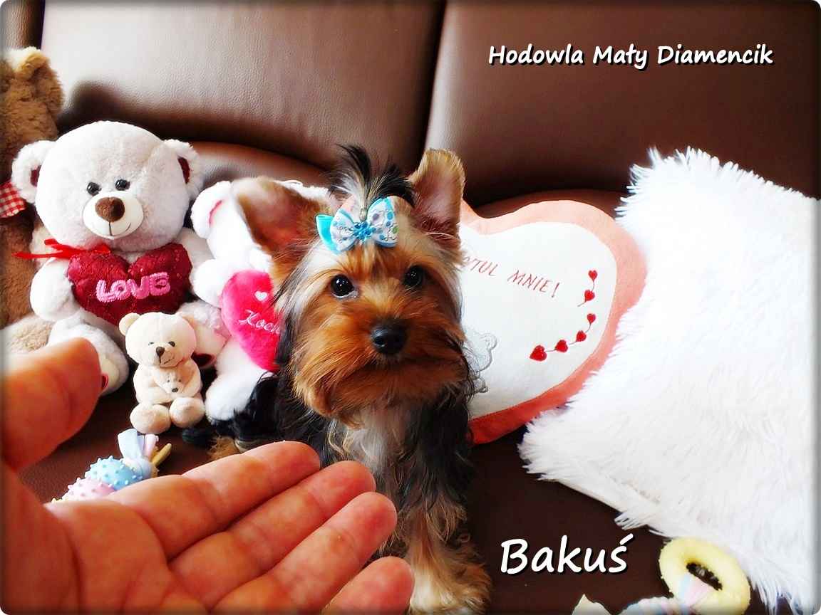 Yorkshire Terrier York piesek Bakuś szczeniaczek 4-miesięczny Rodowód Żary - zdjęcie 6