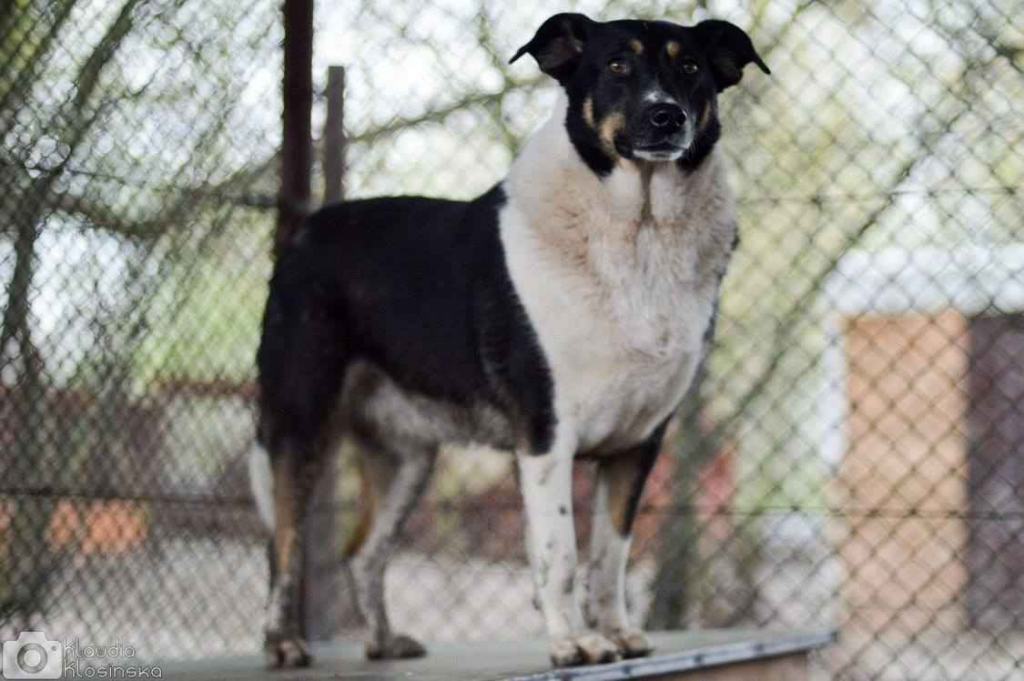 Cola - fantastyczna suczka szuka domu! Olsztyn - zdjęcie 6