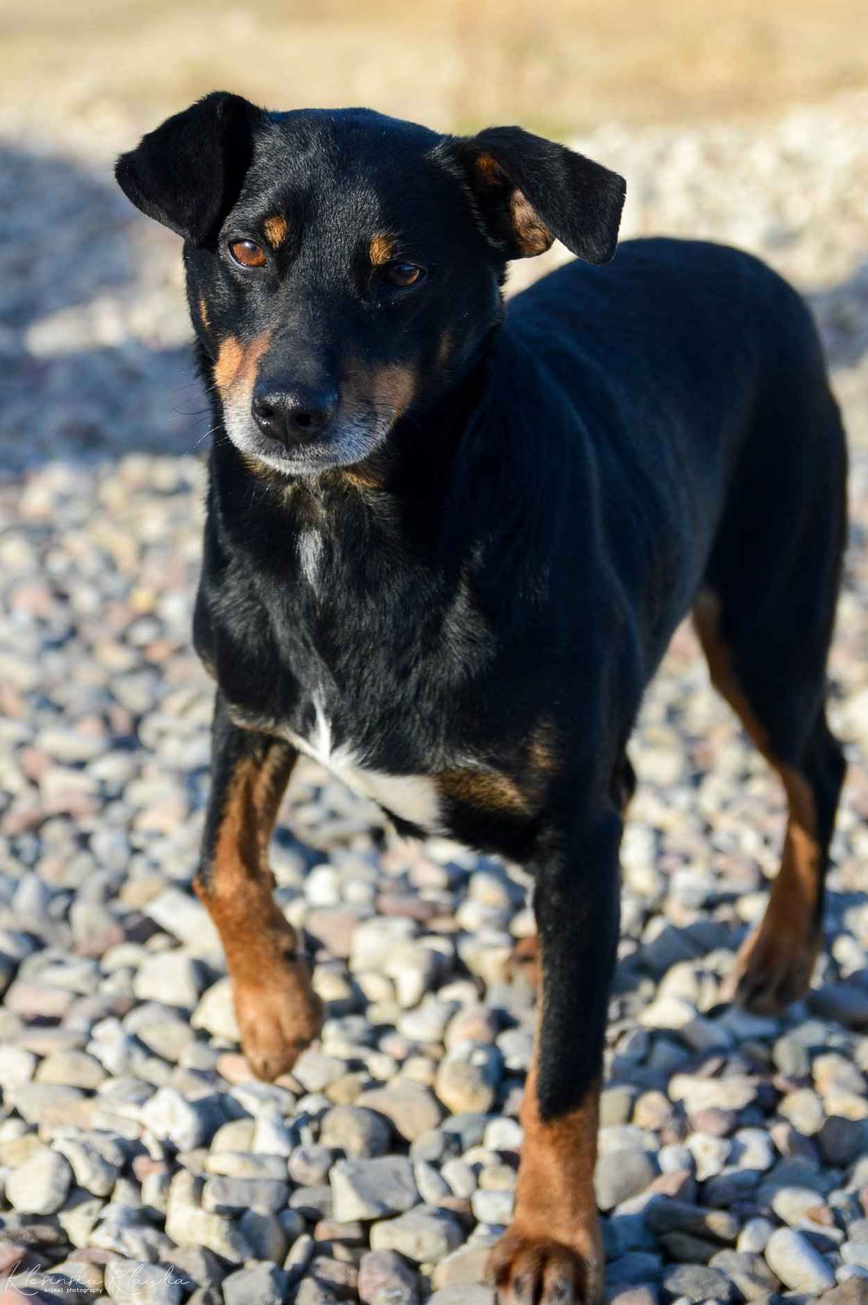 Puszek - psi anioł do pokochania! Olsztyn - zdjęcie 3