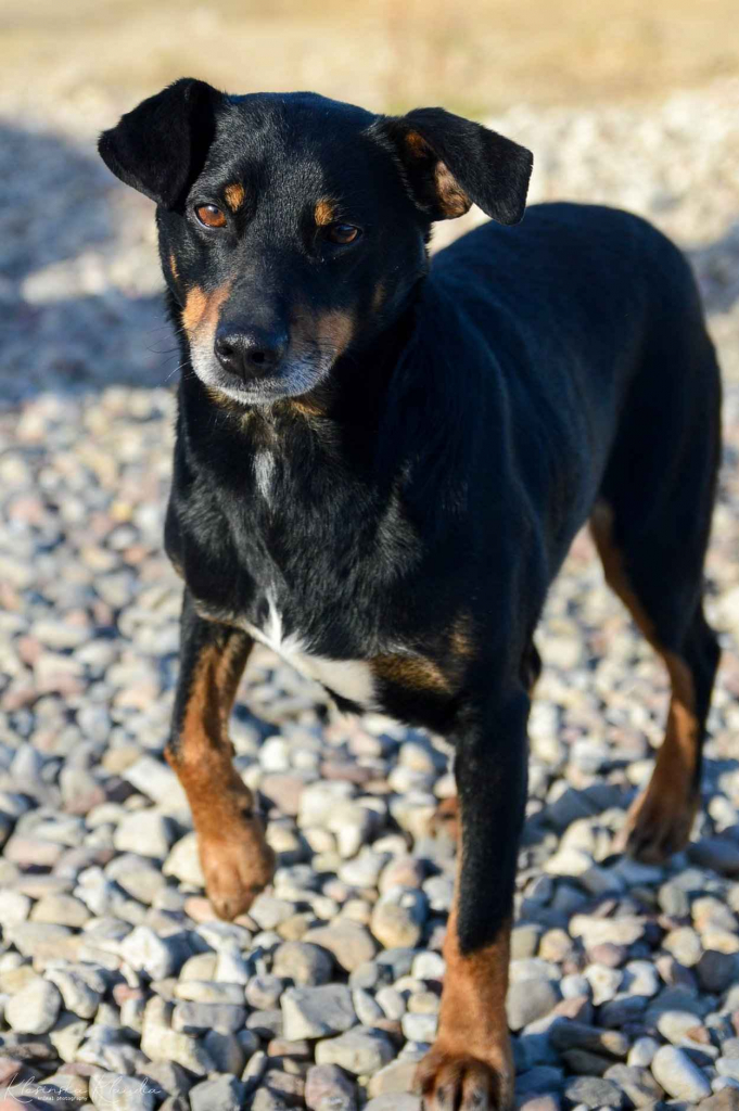 Puszek - psi anioł do pokochania! Olsztyn - zdjęcie 3