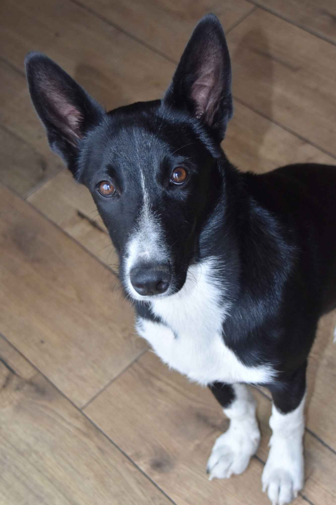 Pepa - wesoła, przyjazna suczka border mix szuka domu! Olsztyn - zdjęcie 1