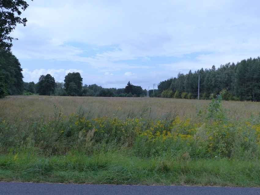 Działki rolno-budowlane razem 8,85ha Małomin - zdjęcie 6