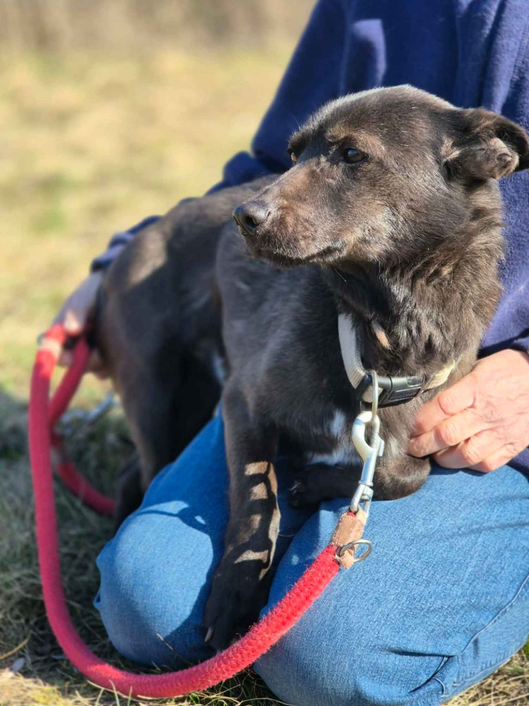 Czaruś - doświadczony przez życie psiak szuka pilnie domu! Olsztyn - zdjęcie 5