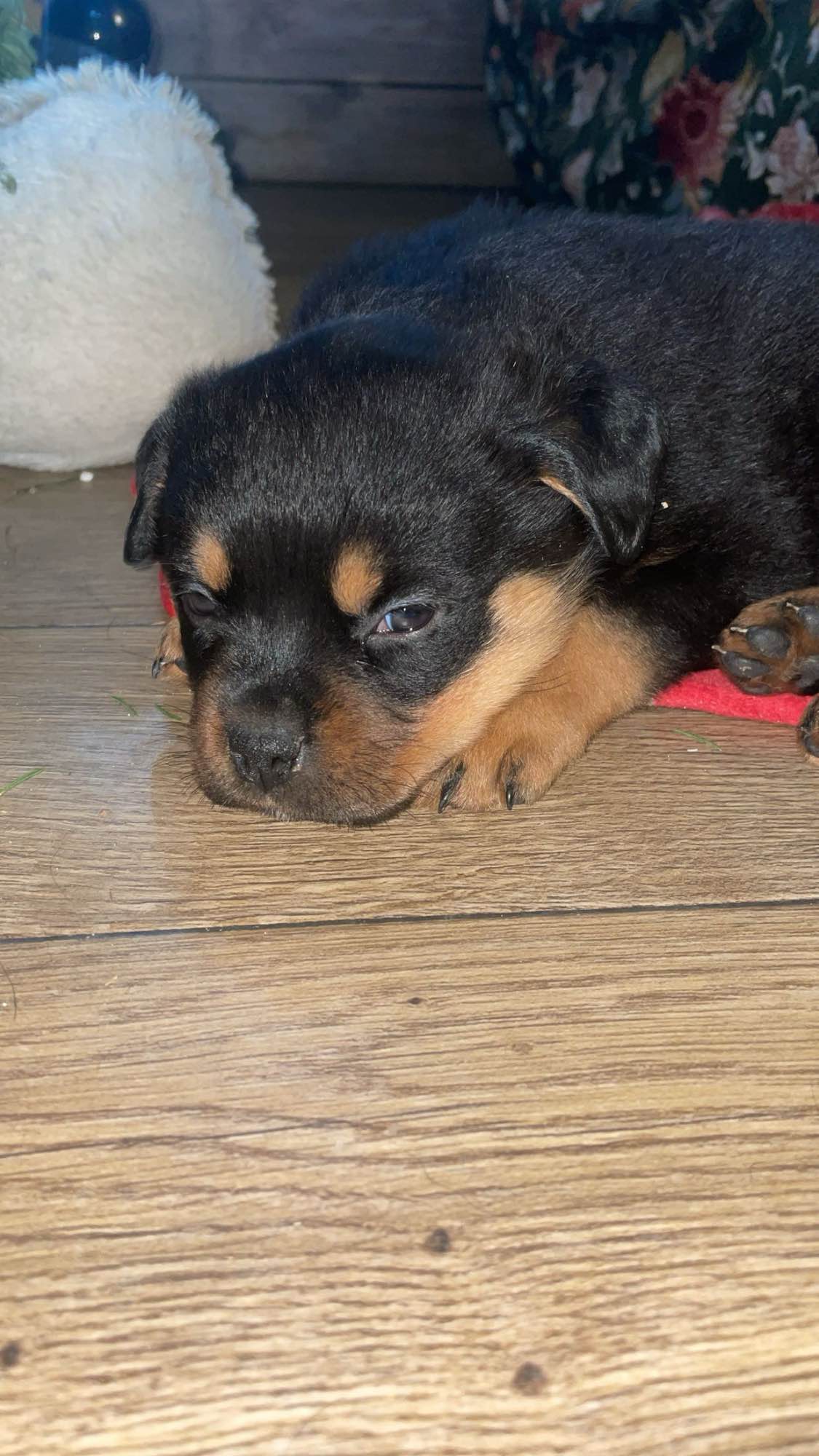 Szczeniaki Rottweiler Wadowice - zdjęcie 3