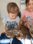 1 332 Dostępne kocięta rasy savannah i serwal Warzno - zdjęcie 5