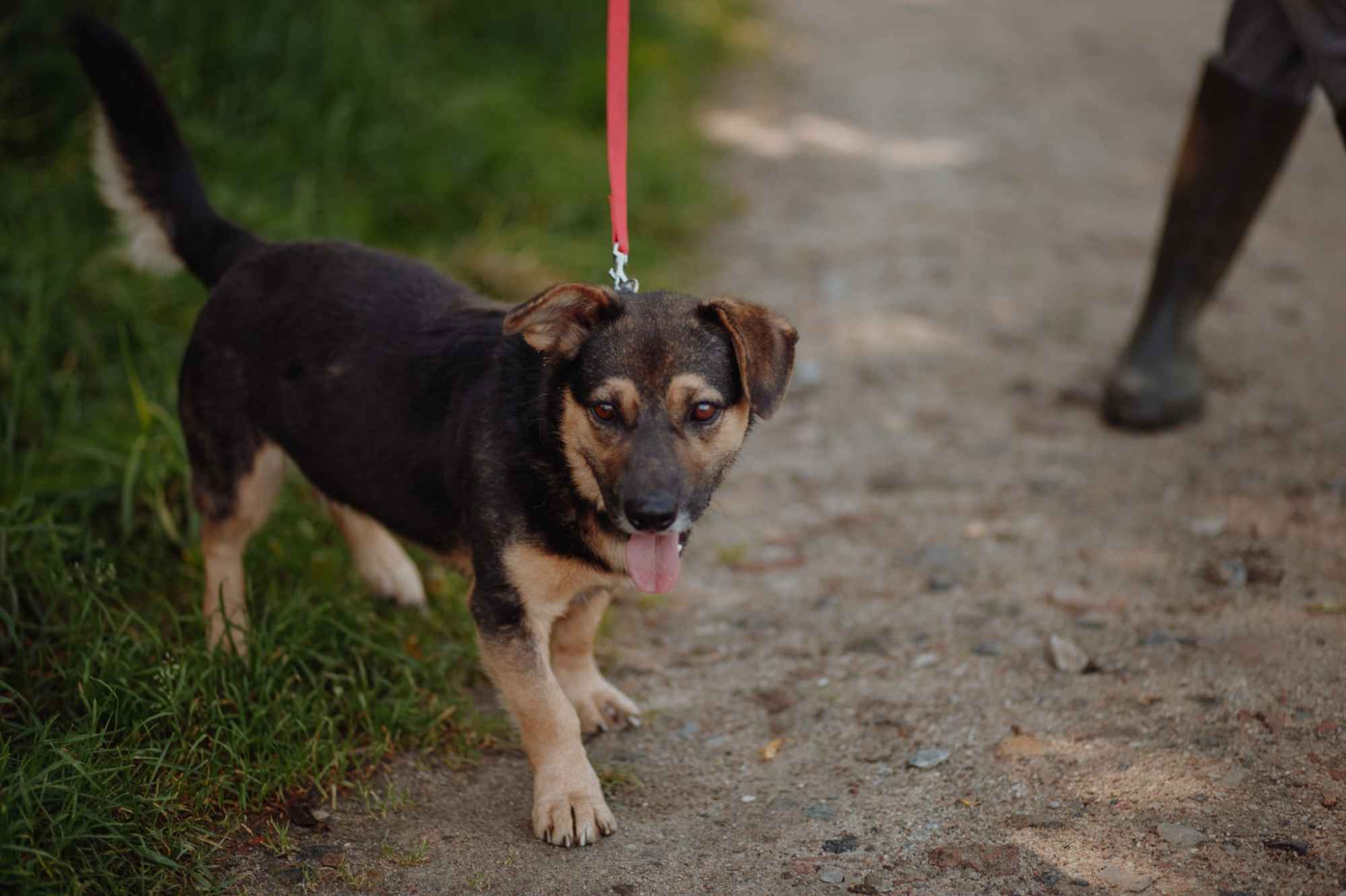 Niskopodłogowy, łagodny Baloo szuka domu! Olsztyn - zdjęcie 4