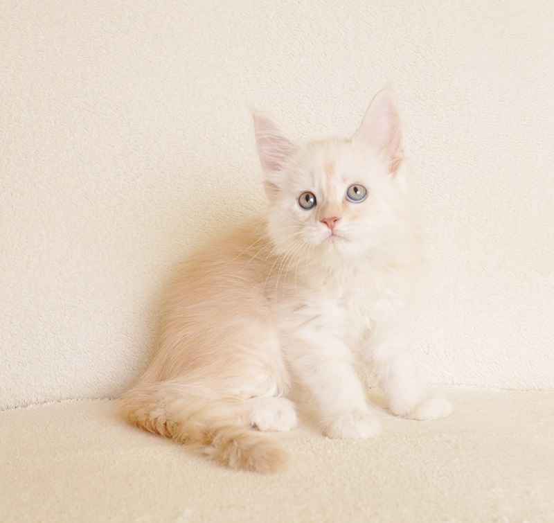 Prześliczny kocurek o rzadkim umaszczeniu Rodowód PZF/WCF Białystok - zdjęcie 2