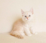 Prześliczny kocurek o rzadkim umaszczeniu Rodowód PZF/WCF Białystok - zdjęcie 2