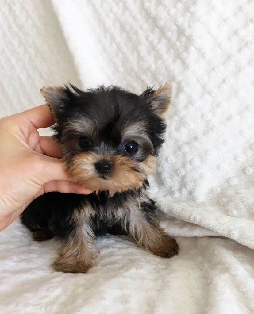 Szczenięta Yorkshire terrier miniaturowe dostępne już teraz. Gdańsk - zdjęcie 1