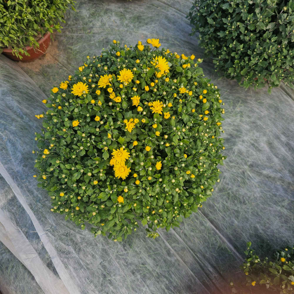 Chryzantemy Udanin - zdjęcie 6