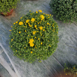 Chryzantemy Udanin - zdjęcie 6